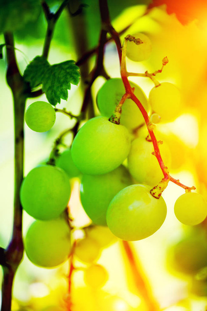 Branches of green wine grapes growing in fields - Fotoğraf, Görsel