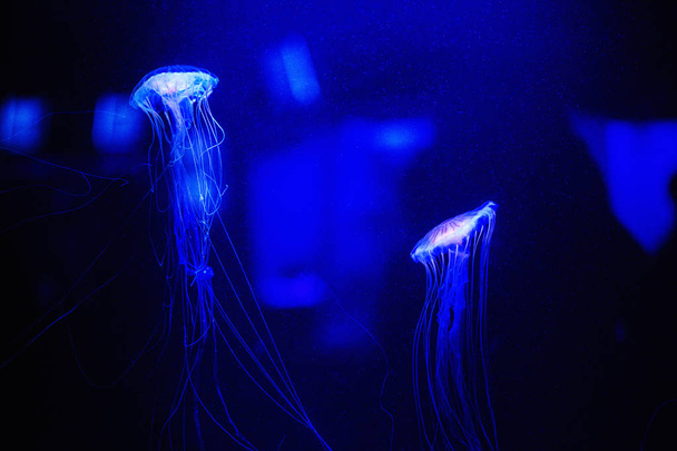 Beautiful jellyfish, medusa in the neon light with the fishes. Underwater life in ocean jellyfish. - 写真・画像