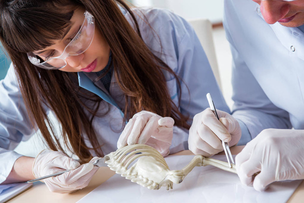 Paleontologlar nesli tükenmiş hayvanların kemiklerini inceliyor. - Fotoğraf, Görsel