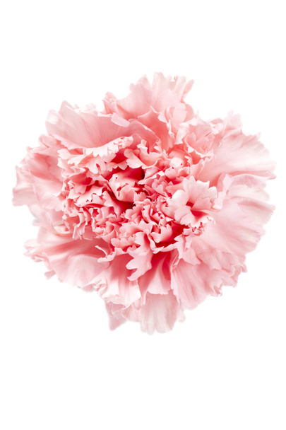 Makroaufnahme einer rosa Nelke - Foto, Bild