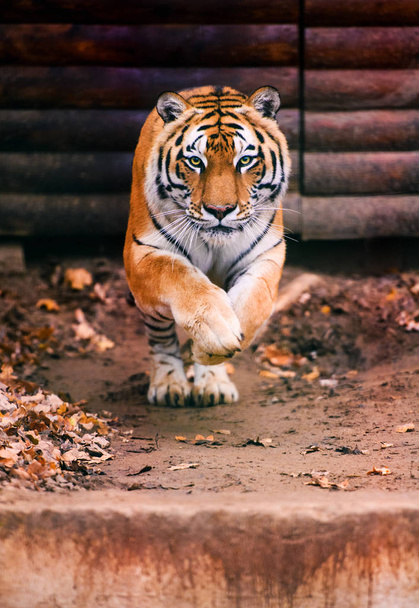 Jumping tiger. Beautiful, dynamic and powerful photo of this majestic animal. - Zdjęcie, obraz