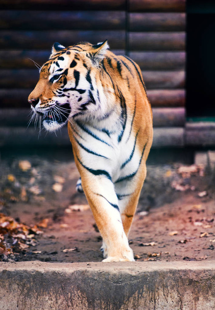 Beautiful amur tiger portrait - Foto, Imagem