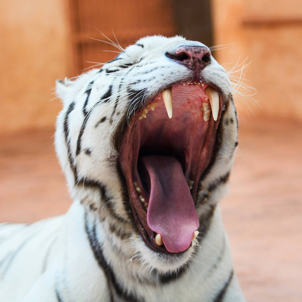 Face of a white bengal tiger, - 写真・画像