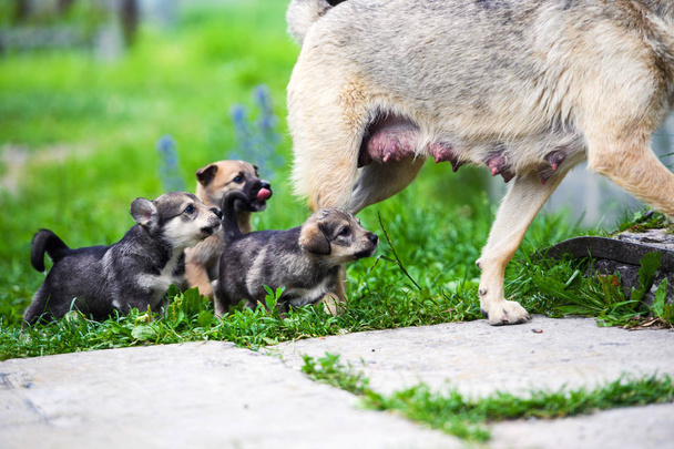 cute little puppies playing with her dog mom outdoors - Photo, Image