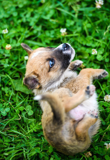 Cute puppy on green grass - Foto, imagen