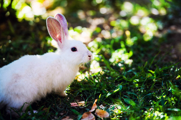 White rabbit on green grass - Foto, Bild