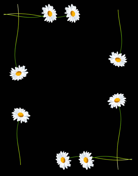 sedmikrásky letní bílý květ  - Fotografie, Obrázek