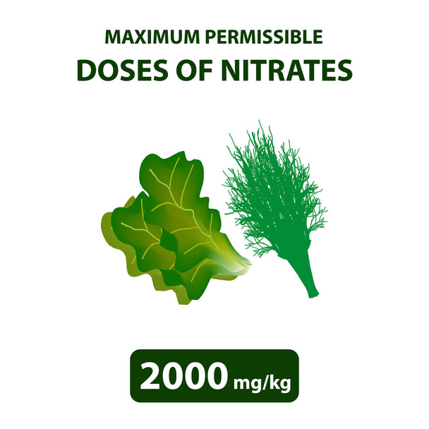 La dosis máxima permitida de nitratos en eneldo, ensalada. Nitratos en verduras y frutas. Infografías. Ilustración vectorial sobre fondo aislado
 - Vector, Imagen