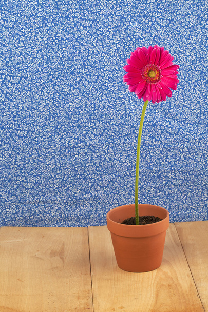 růžový sedmikráska v květináč - Fotografie, Obrázek