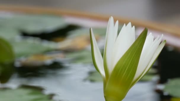 Ozdobny ogród lily w sztuczny staw. Piękny biały kwiat ozdobny w małych sztuczny zbiornik wodny - Materiał filmowy, wideo