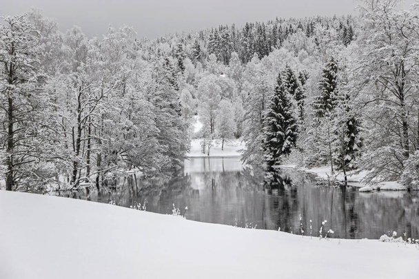 reflection of trees in lake with white snow - 写真・画像