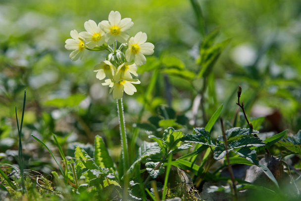 Cowslip (Primula veris) в дикой природе
 - Фото, изображение