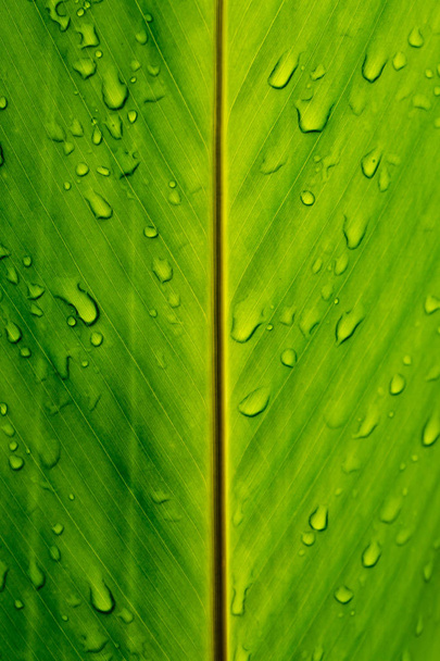 богатый зеленый лист с каплями воды
 - Фото, изображение