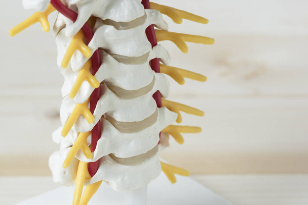 Human cervical spine model - Photo, Image