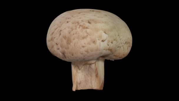 Realistic render of a rotating white (champignon) mushroom on black background. The video is seamlessly looping, and the 3D object is scanned from a real mushroom. - Footage, Video
