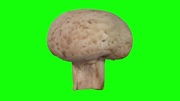 Realistic render of a rotating white (champignon) mushroom on green background. The video is seamlessly looping, and the 3D object is scanned from a real mushroom. - Footage, Video