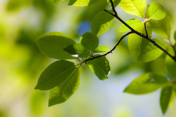 ветви с весенней листвой
 - Фото, изображение