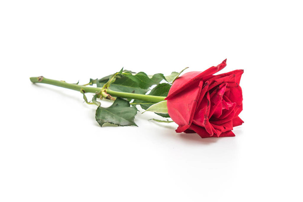 red rose on white background - Photo, image