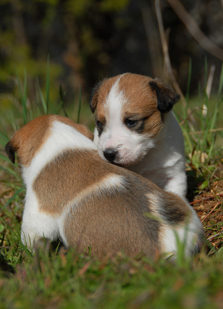 Two puppies - Photo, Image