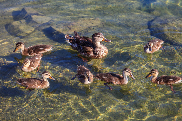Canard avec des canetons dans le lac natation  - Photo, image