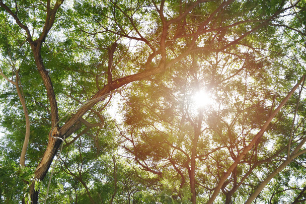 ANT View, zielone tło drzewa słońce świeci. - Zdjęcie, obraz