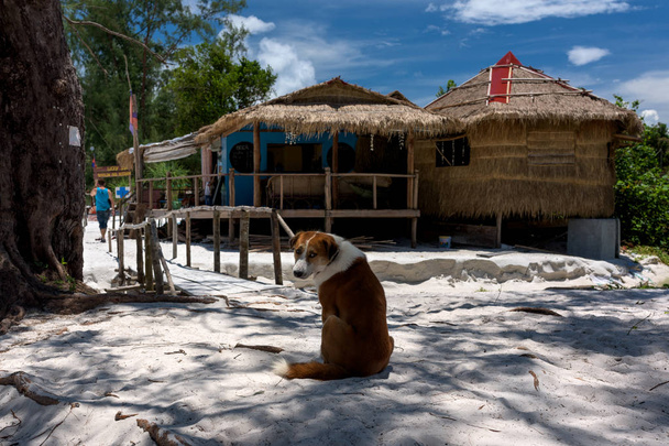 Island Dog assis sur le sable sous l'arbre et regardant autour. Koh Rong Samloem île, baie de Saracen. Cambodge, Asie. 08 septembre 2017
 - Photo, image