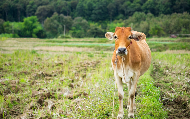 Brown cow in the field. - Photo, Image