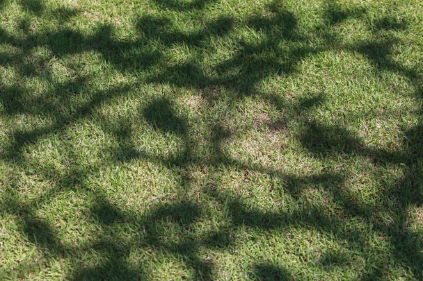 Tree branch leaves shadow on green grass background - Photo, Image