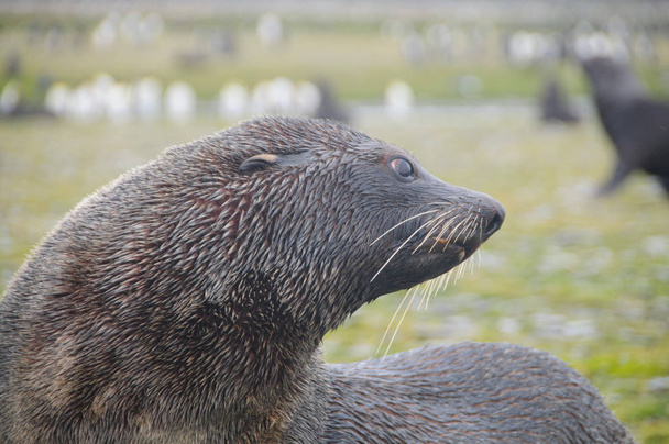 Fur Seals on South Georgias Salisbury Plains - Photo, Image