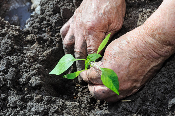 唐辛子の苗を植える庭師の手 - 写真・画像