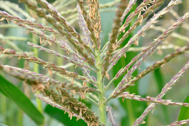 detail van de mannelijke bloemen (kwast) van maïs in de cornfield - Foto, afbeelding