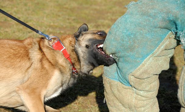školení policejní pes - Fotografie, Obrázek