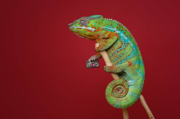 alive chameleon reptile - Φωτογραφία, εικόνα