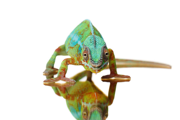 alive chameleon reptile - Photo, Image