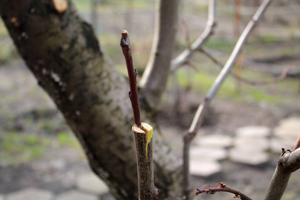 Unfinished grafting fruit tree in cleft using cuttings. Closeup. - Photo, Image