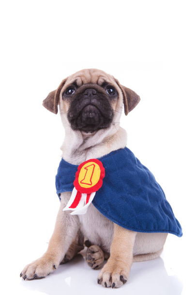 superhéroe pug está siendo el número uno
 - Foto, Imagen