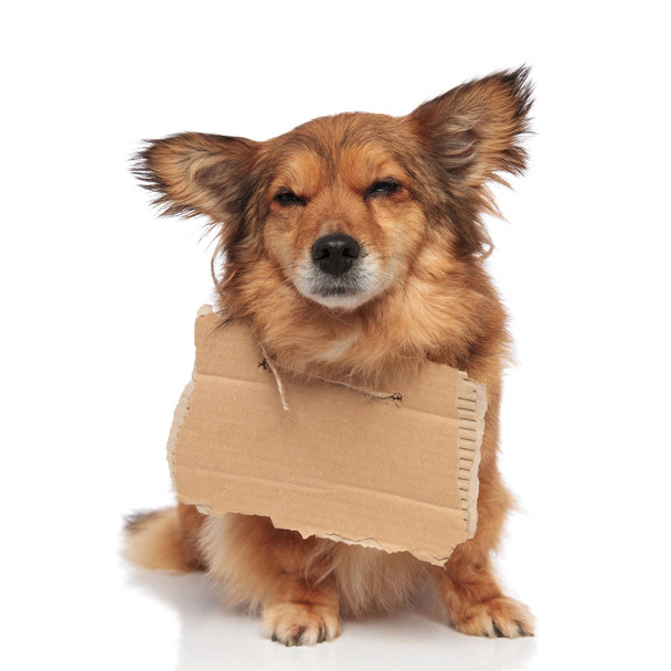 marrón triste perro mendigo con cartón vacío alrededor del cuello
 - Foto, Imagen