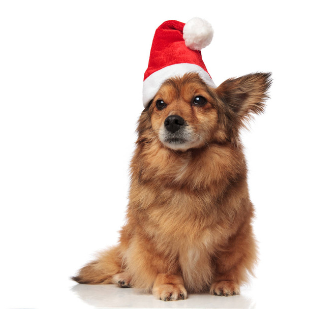 entzückender brauner Hund mit Weihnachtsmütze schaut zur Seite - Foto, Bild