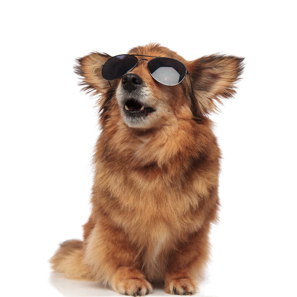 surprised brown dog with sunglasses looks up to side - Foto, afbeelding