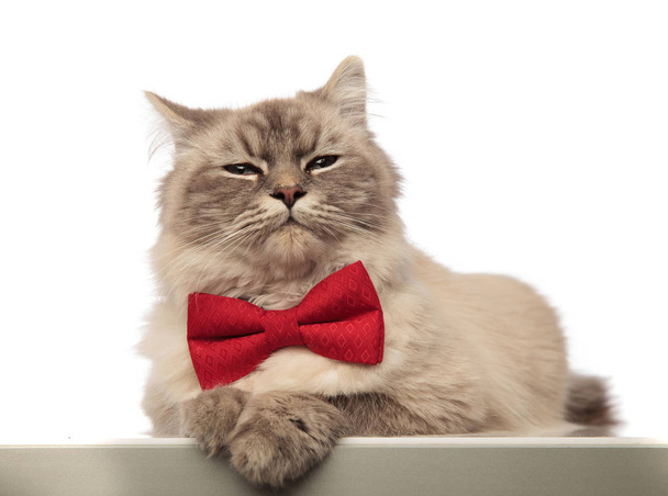 αξιολάτρευτο γκρίζα γάτα κομψοί φορώντας ένα κόκκινο παπιγιόν - Φωτογραφία, εικόνα