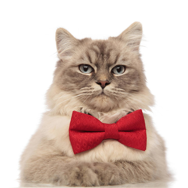 zbliżenie na eleganckie kot z czerwoną muszką leżącego - Zdjęcie, obraz