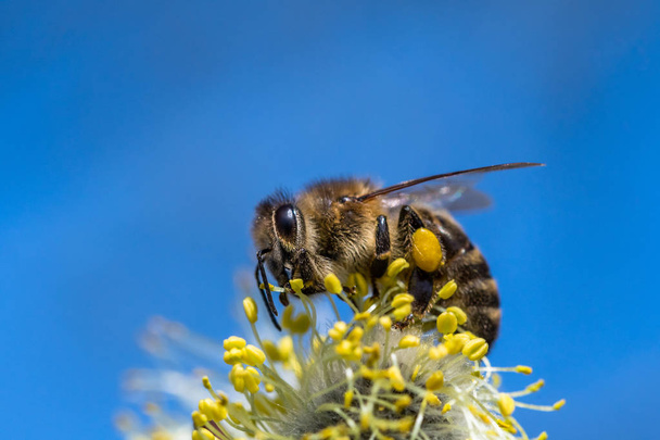 Pszczoły miodne (Apis mellifera) zapylania żółty kwiat koza Wil - Zdjęcie, obraz