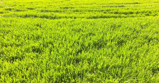 El campo de trigo joven. Fondo hierba verde. Hojas de trigo verde en el campo. Césped verde para el fondo
. - Foto, Imagen