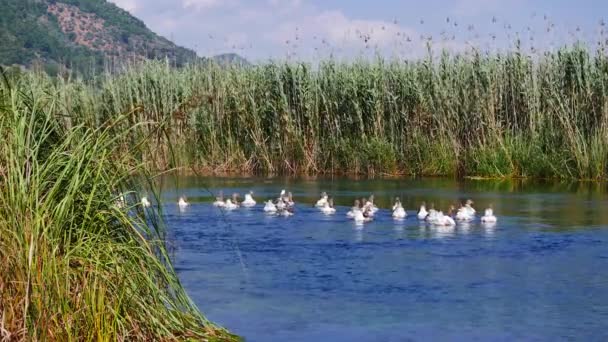 Весло бродячих гусей, плавающих на средиземноморской реке
. - Кадры, видео