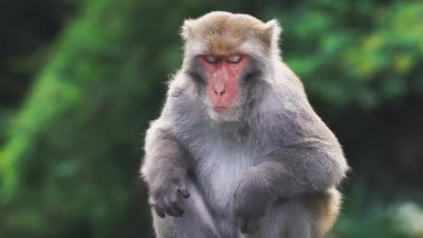 Rocher sauvage Formosan macaque assis sur le sommet de l'arbre, Taiwan
 - Séquence, vidéo