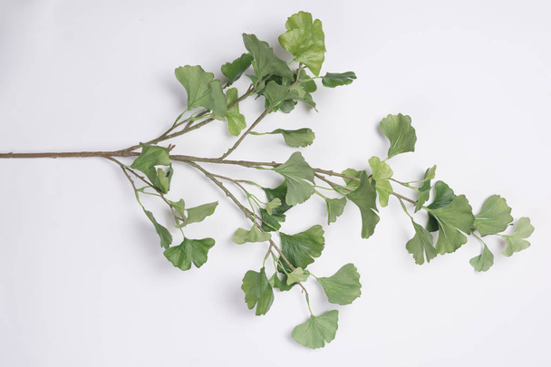 Green Tree Branch Flat Lay Top View White Background - Photo, image