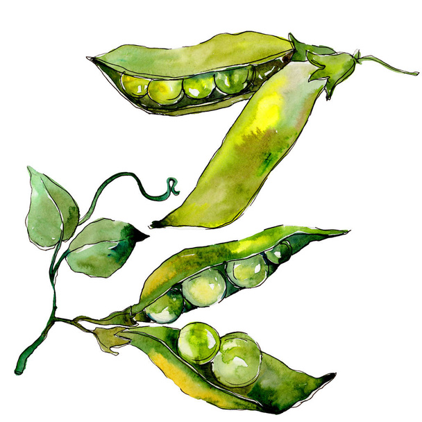 Pea sed wild vegetables in a watercolor style isolated. - Фото, изображение