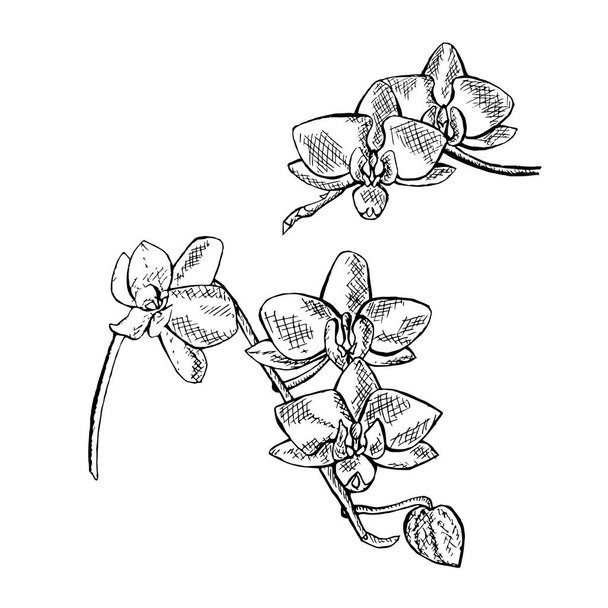Bosquejo de flores de orquídea. Ilustración de vectores de tinta monocromática dibujada a mano, elemento de diseño para web, para impresión
 - Vector, imagen