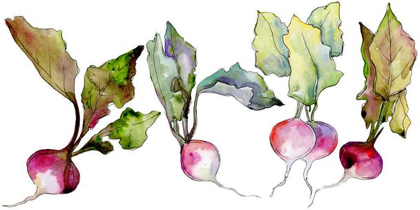 Divoká zelenina ředkvičky ve stylu akvarelu, samostatný. - Fotografie, Obrázek
