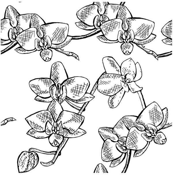 Bezproblémové květy orchidejí pole řízené skicou. Ručně kreslenou černobílé inkoust akcií vektorové ilustrace, designový prvek pro web, pro tisk - Vektor, obrázek